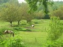 2009-05-13 11-36-47 Rando Perigord CGn